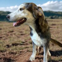 Ready for adoption at Cortez Rescue and Outreach