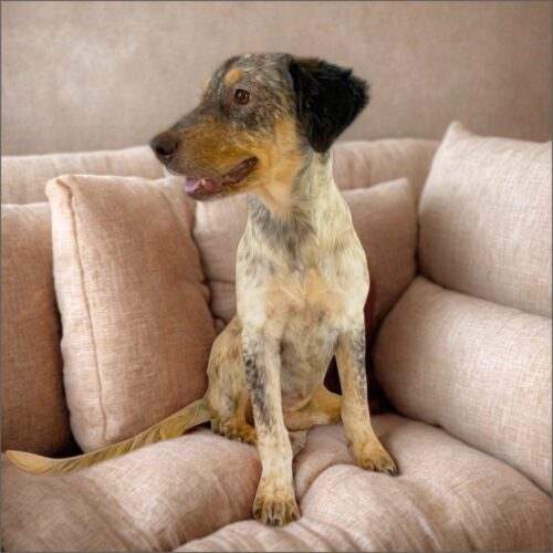 Ready for adoption at Cortez Rescue and Outreach