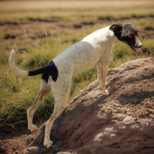 Ready for adoption at Cortez Rescue and Outreach