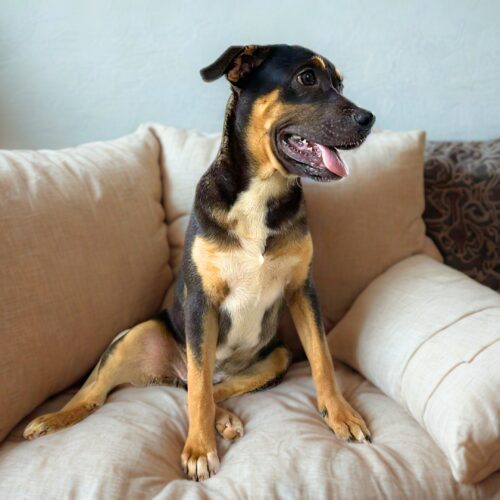 Ready for adoption at Cortez Rescue and Outreach