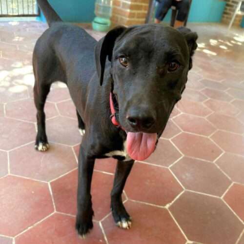 Ready for adoption at Cortez Rescue and Outreach