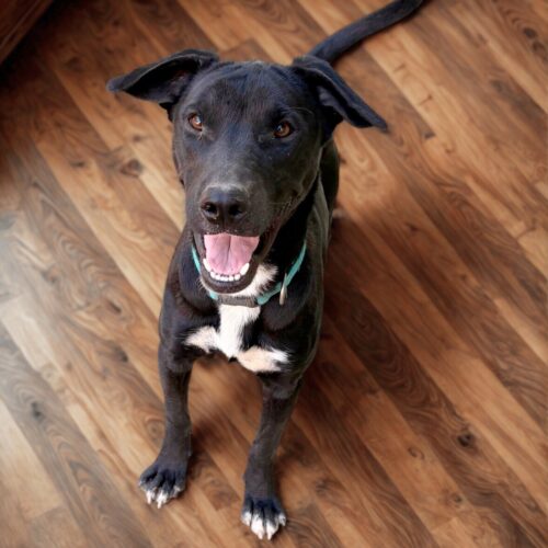 This dog is ready for adoption at Cortez Rescue and Outreach