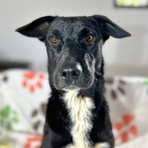 Adopt this pup at Cortez Rescue and Outreach