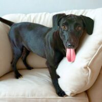 Ready for adoption at Cortez Rescue and Outreach