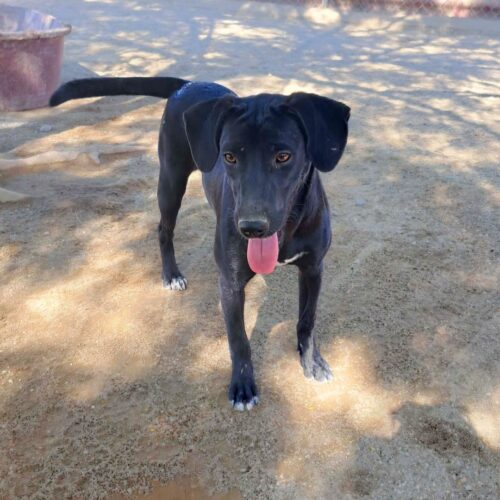 Ready for adoption at Cortez Rescue and Outreach