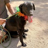 This dog is ready for adoption at Cortez Rescue and Outreach