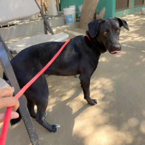 Adopt this dog at Cortez Rescue and Outreach