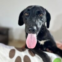 Adopt this pup at Cortez Rescue and Outreach