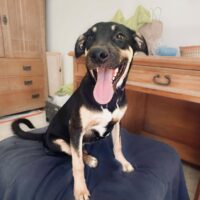 Ready for adoption at Cortez Rescue and Outreach