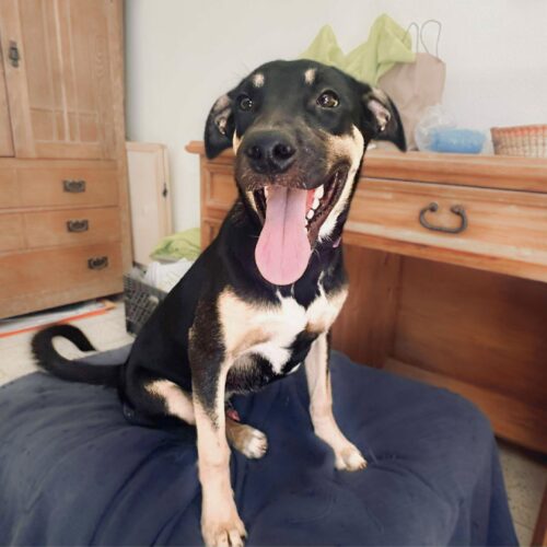 Ready for adoption at Cortez Rescue and Outreach