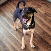 This dog is ready for adoption at Cortez Rescue and Outreach