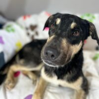 Adopt this pup at Cortez Rescue and Outreach