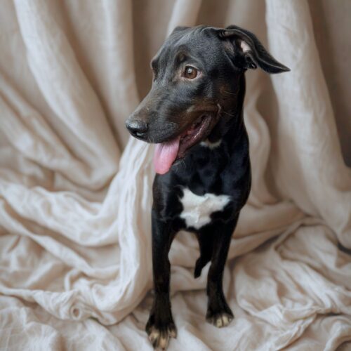 Ready for adoption at Cortez Rescue and Outreach