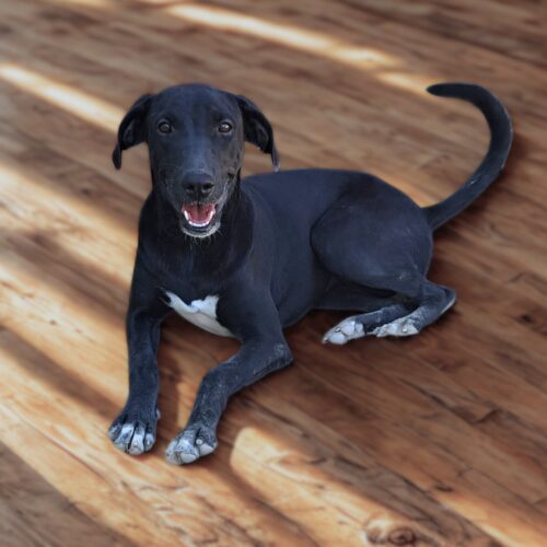 Ready for adoption at Cortez Rescue and Outreach