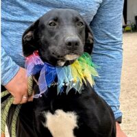 Ready for adoption at Cortez Rescue and Outreach