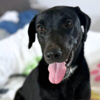 Adopt this pup at Cortez Rescue and Outreach