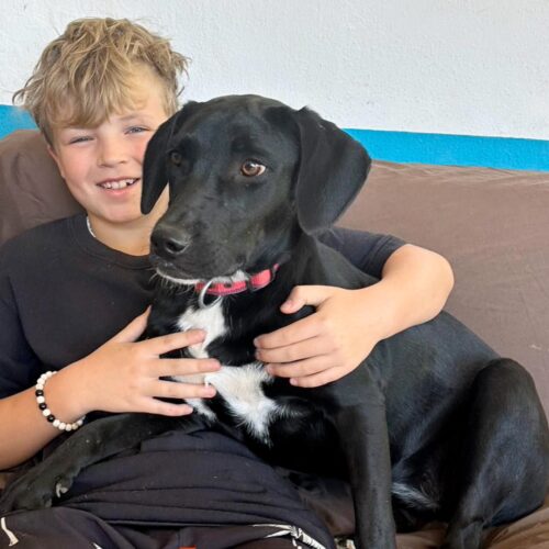 This dog is ready for adoption at Cortez Rescue and Outreach