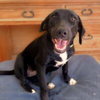 Ready for adoption at Cortez Rescue and Outreach