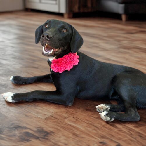 Ready for adoption at Cortez Rescue and Outreach