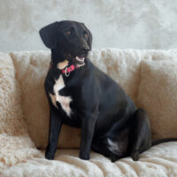 Ready for adoption at Cortez Rescue and Outreach