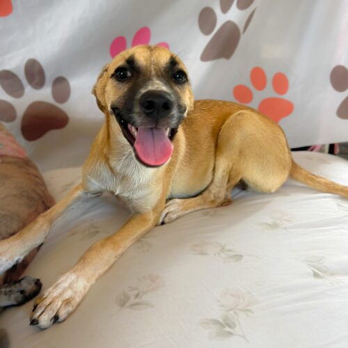 Ready for adoption at Cortez Rescue and Outreach