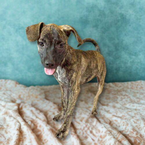 Ready for adoption at Cortez Rescue and Outreach