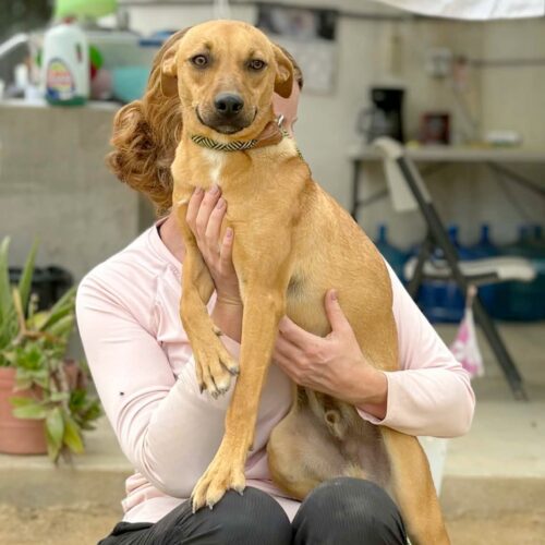 Ready for adoption at Cortez Rescue and Outreach