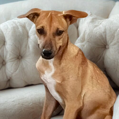 Ready for adoption at Cortez Rescue and Outreach