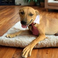 Ready for adoption at Cortez Rescue and Outreach