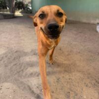 Ready for adoption at Cortez Rescue and Outreach