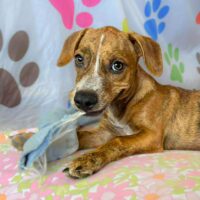 Ready for adoption at Cortez Rescue and Outreach