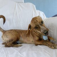 Ready for adoption at Cortez Rescue and Outreach