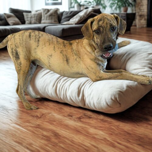 Ready for adoption at Cortez Rescue and Outreach