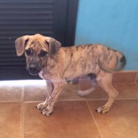 Ready for adoption at Cortez Rescue and Outreach