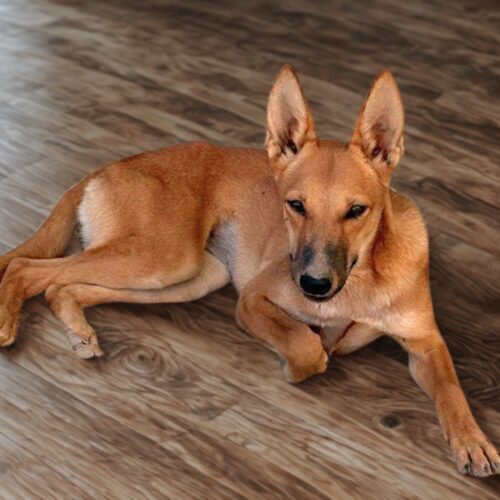 Ready for adoption at Cortez Rescue and Outreach