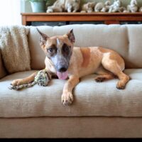 Ready for adoption at Cortez Rescue and Outreach