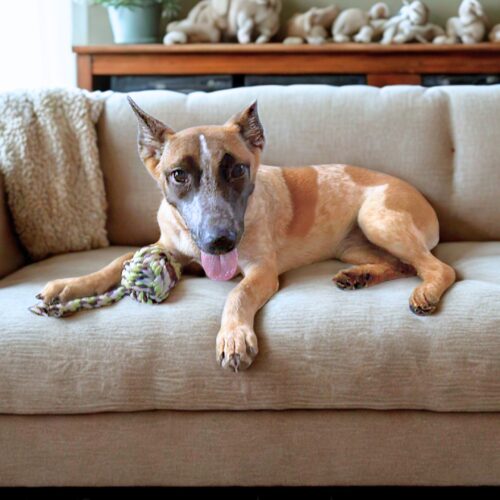 Ready for adoption at Cortez Rescue and Outreach