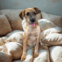 Ready for adoption at Cortez Rescue and Outreach