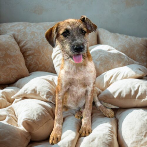 Ready for adoption at Cortez Rescue and Outreach