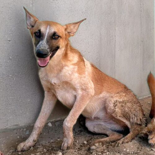 Ready for adoption at Cortez Rescue and Outreach