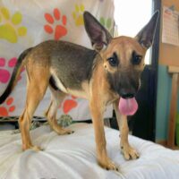 Ready for adoption at Cortez Rescue and Outreach
