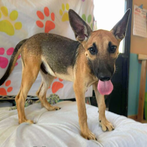 Ready for adoption at Cortez Rescue and Outreach