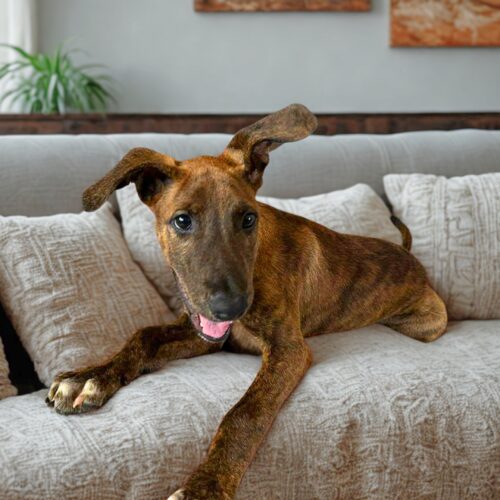 large casual style overstuffed sofa in a living room