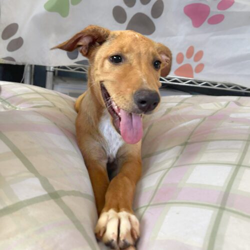 Ready for adoption at Cortez Rescue and Outreach