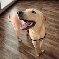 This dog is ready for adoption at Cortez Rescue and Outreach