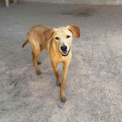 Ready for adoption at Cortez Rescue and Outreach