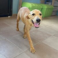 Ready for adoption at Cortez Rescue and Outreach