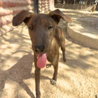 Ready for adoption at Cortez Rescue and Outreach