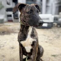 Ready for adoption at Cortez Rescue and Outreach