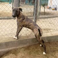 Ready for adoption at Cortez Rescue and Outreach